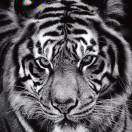 https://assets.gongji58.com/2022-02-15/mtlcbak4hj1644937205.png!medium